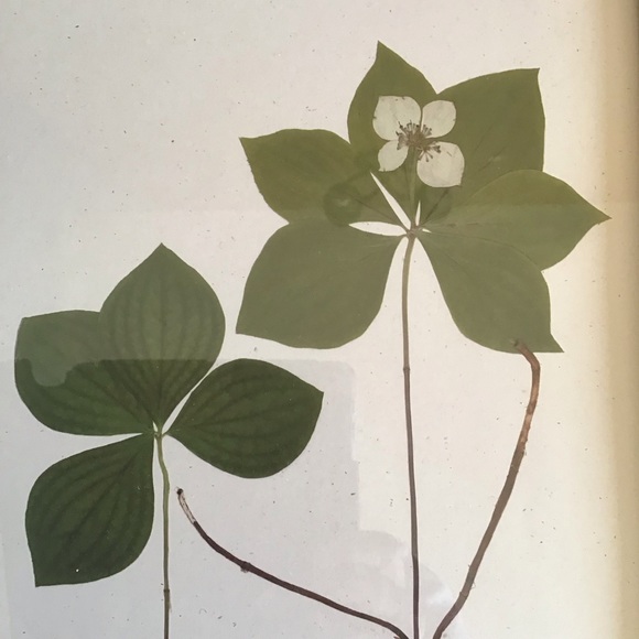 FINAL SALE Botanical Leaf Art Wall Decor - Picture 2 of 6